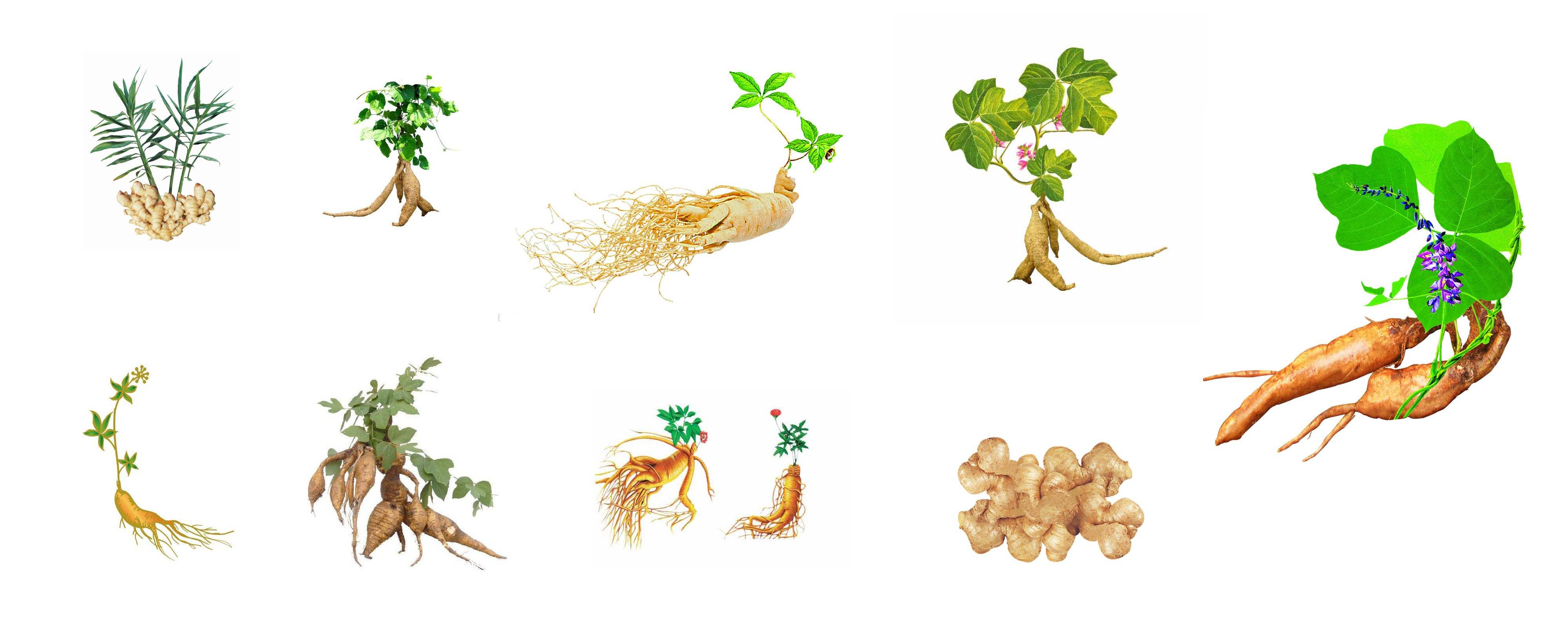 野老鹳草-药用植物花谱-图片